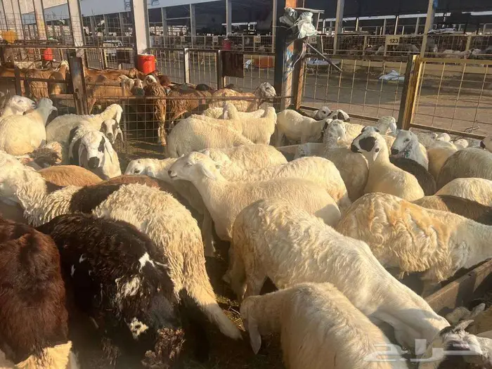 نص ذبيحة سواكني تربية ب 690 وزن 10 كجم شامل تصوير ذبح توصيل 7