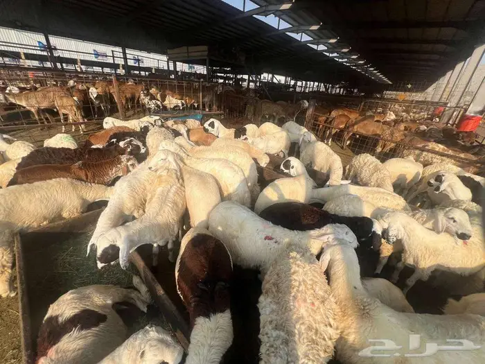 نص ذبيحة سواكني تربية ب 690 وزن 10 كجم شامل تصوير ذبح توصيل 0