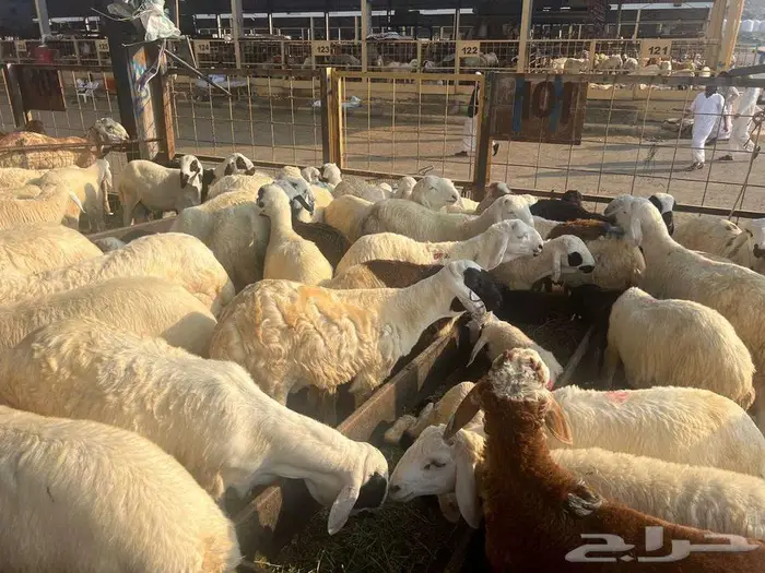 نص ذبيحة سواكني تربية ب 690 وزن 10 كجم شامل تصوير ذبح توصيل 9