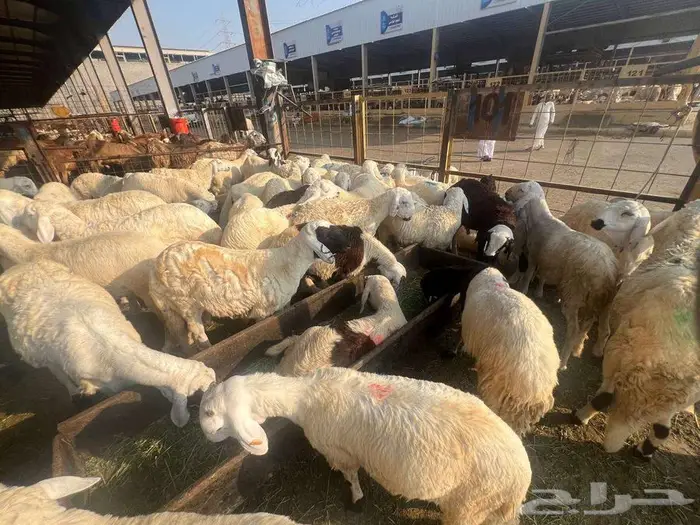 نص ذبيحة سواكني تربية ب 690 وزن 10 كجم شامل تصوير ذبح توصيل 2