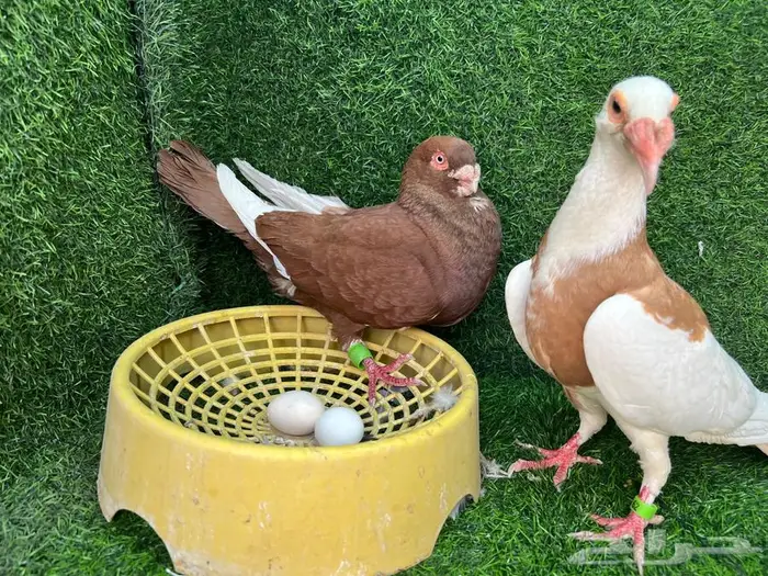 زوجين حمام منتجات على البيض 2