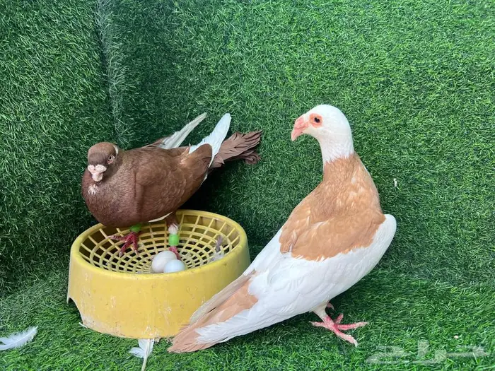 زوجين حمام منتجات على البيض 3