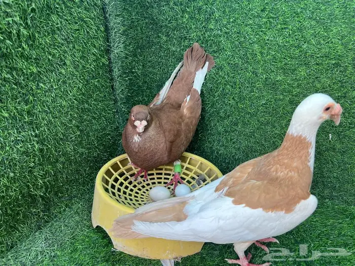 زوجين حمام منتجات على البيض 4