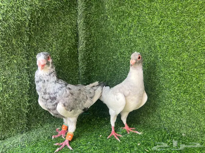 زوجين حمام منتجات على البيض 7