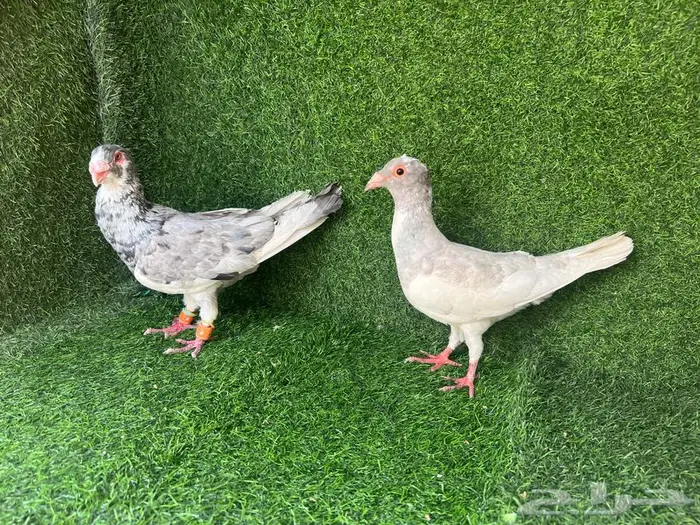 زوجين حمام منتجات على البيض 8