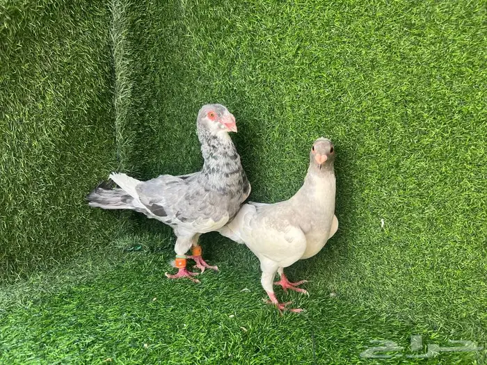زوجين حمام منتجات على البيض 6