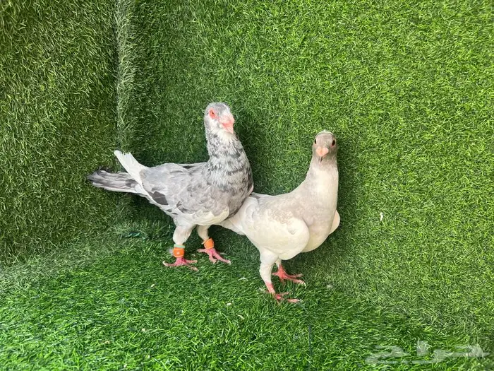 زوجين حمام منتجات على البيض 9