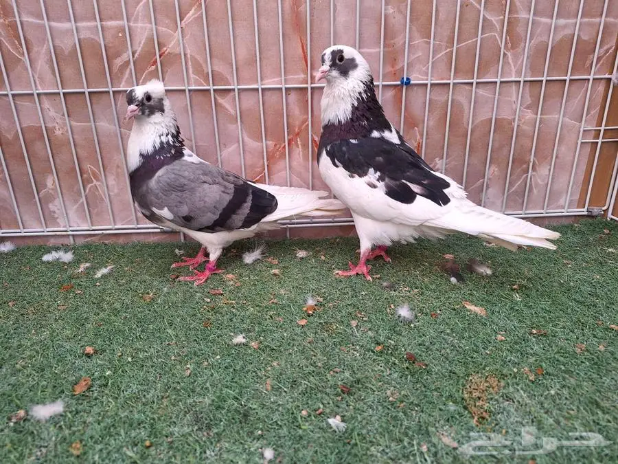 خمسة اجواز قطايف 0
