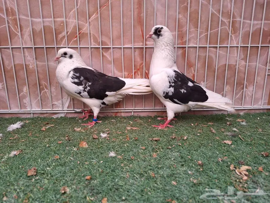 خمس اجواز قطايف مخابيز عرض 1 6
