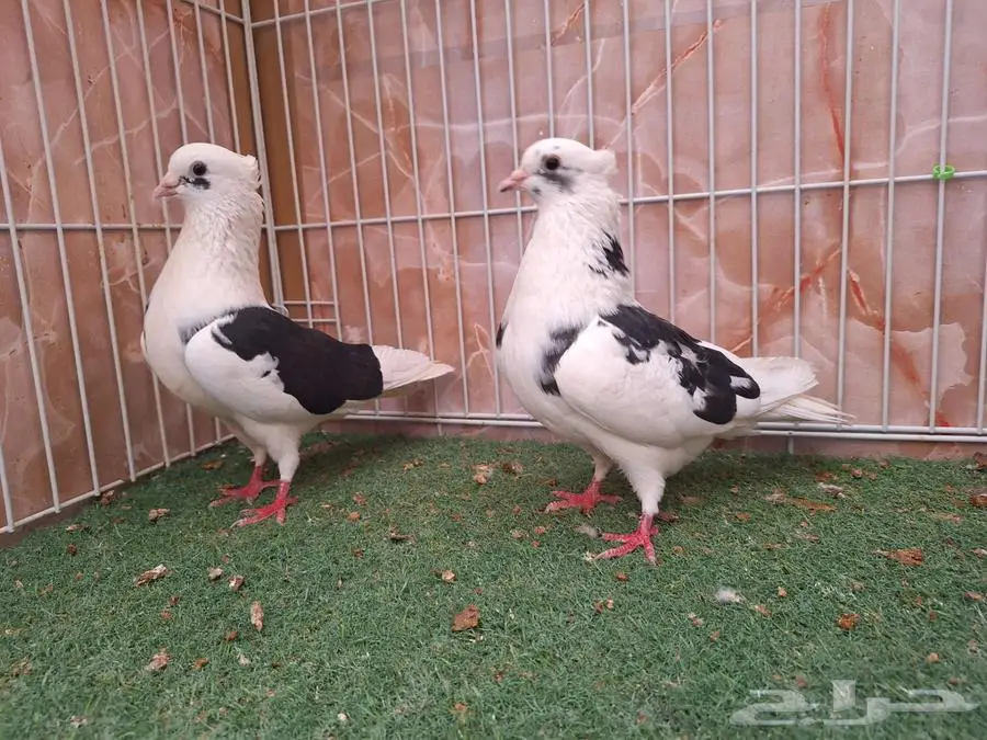 خمس اجواز قطايف مخابيز عرض 1 0