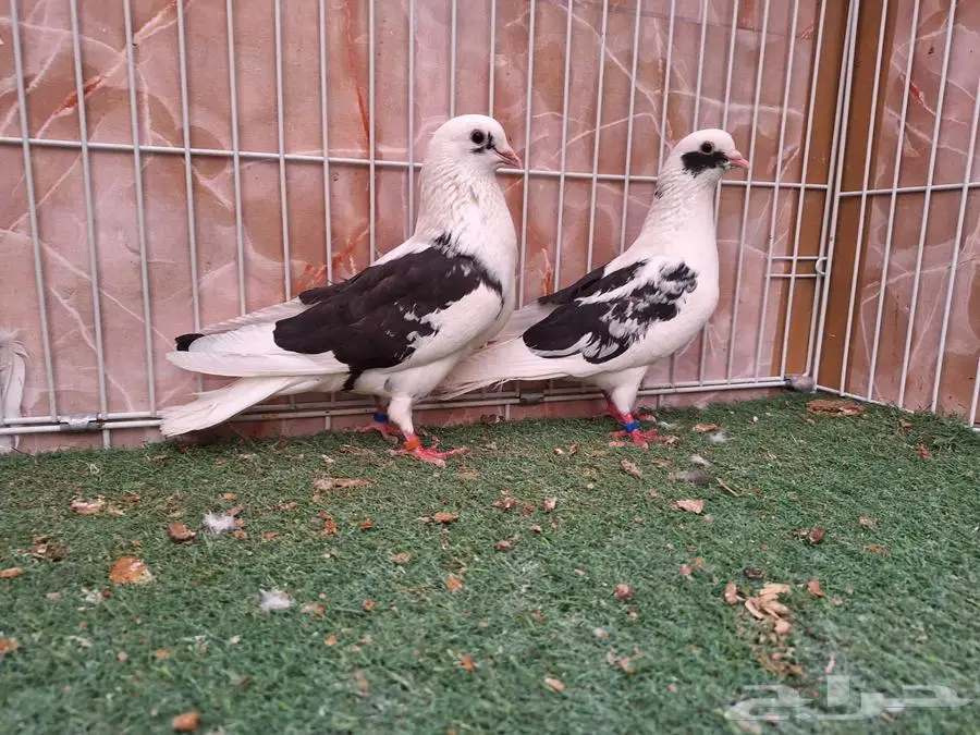 خمس اجواز قطايف مخابيز عرض 1 7