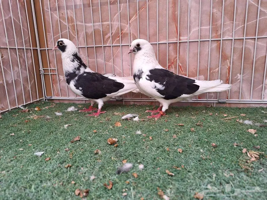 خمس اجواز قطايف مخابيز عرض 1 4