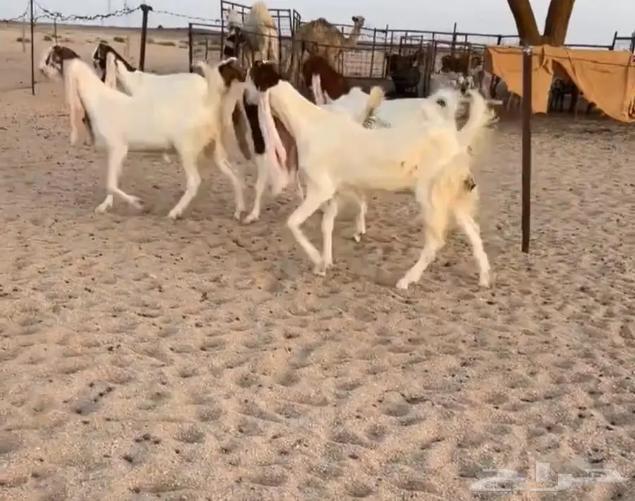 جفارات مطورات 1
