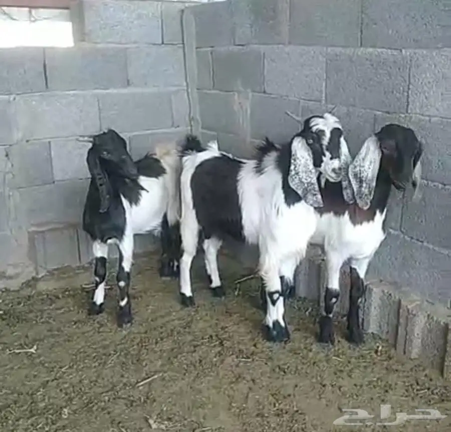 تيوس للبيع 0