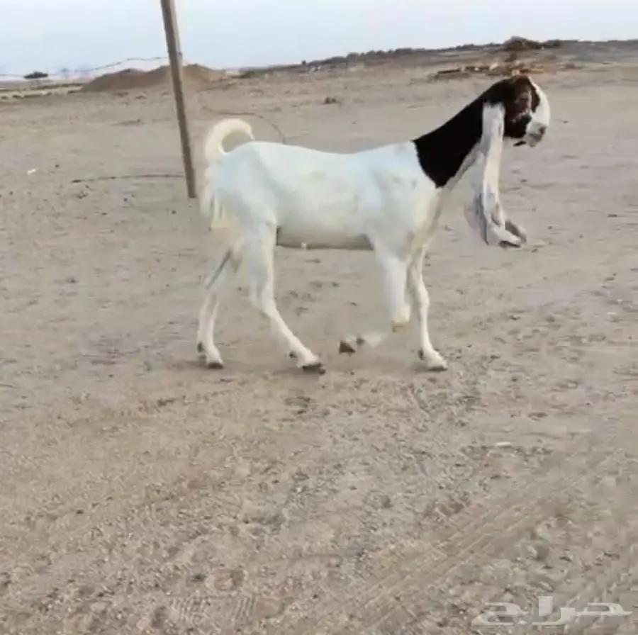 جفارات مطورات 3