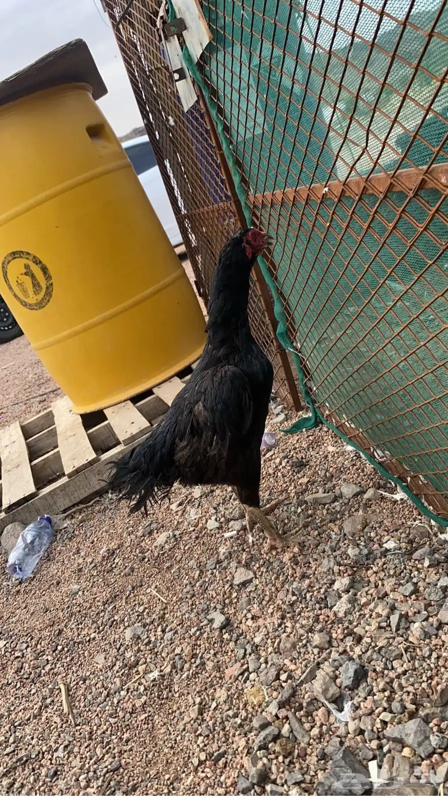صوص باكستاني اصيل 20