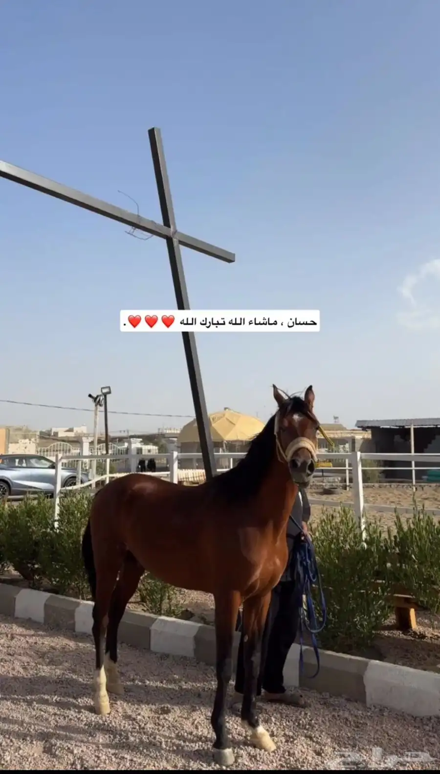 حصان خيل واهو ورق 3