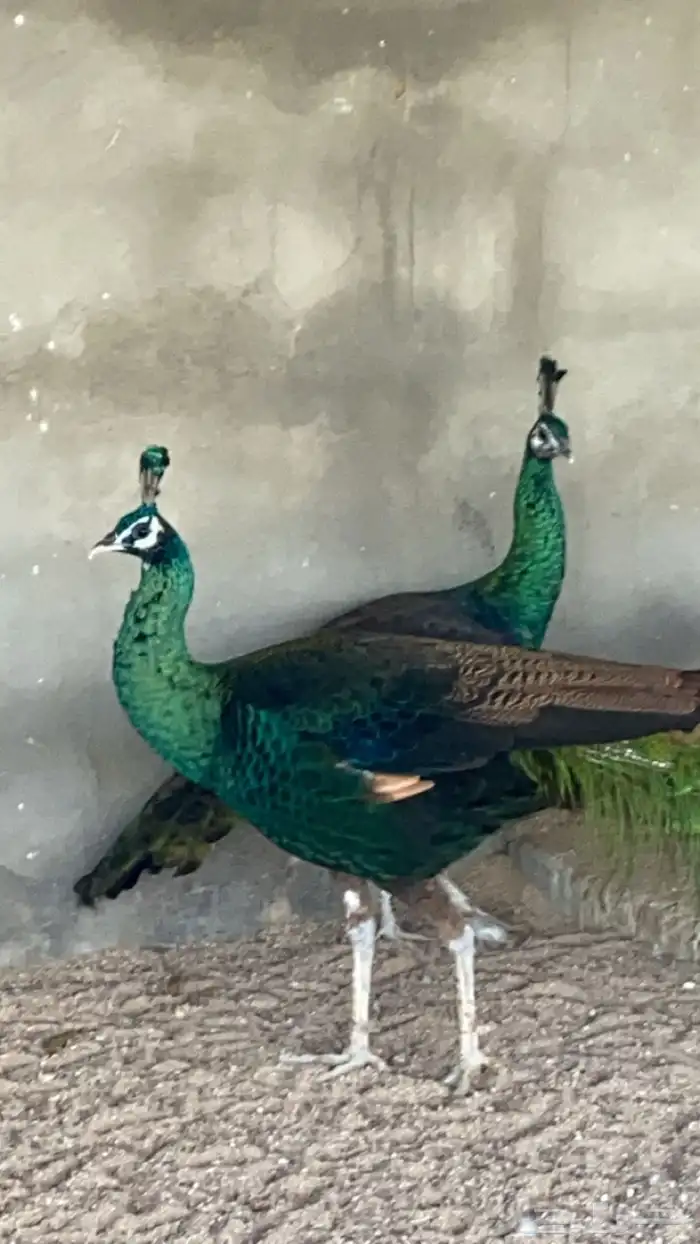 فروخ طاووس 3