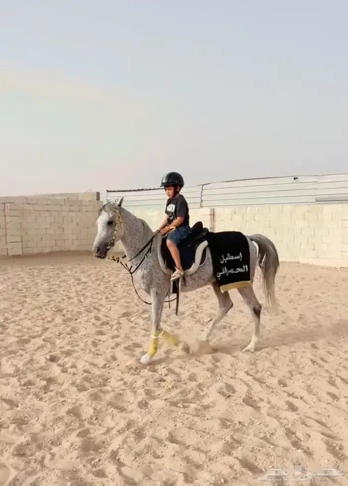اسطبل ومربط خيل 11