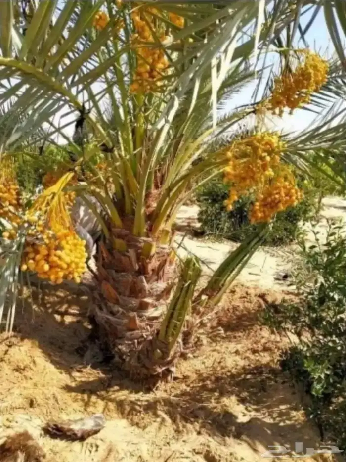 نخيل للبيع 2