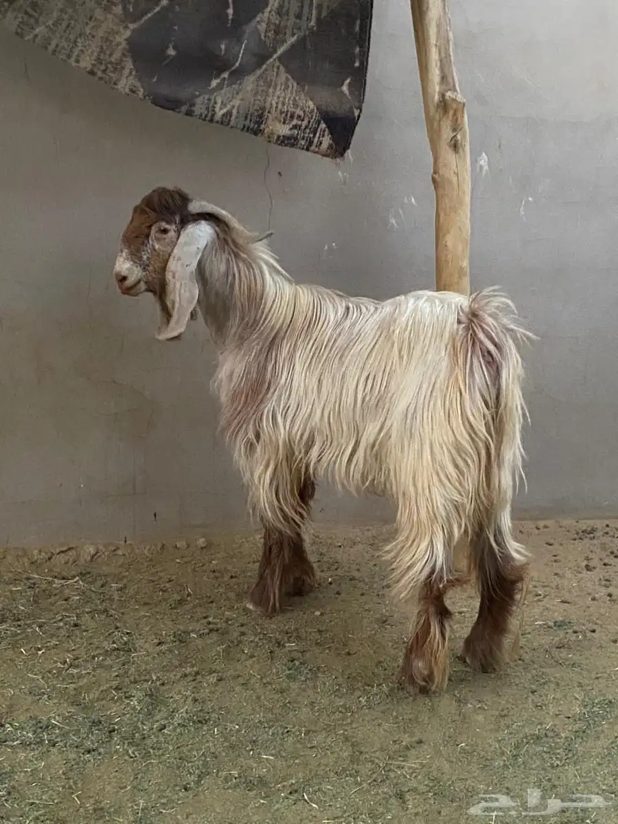 تيس عارضي فحل للبيع 4