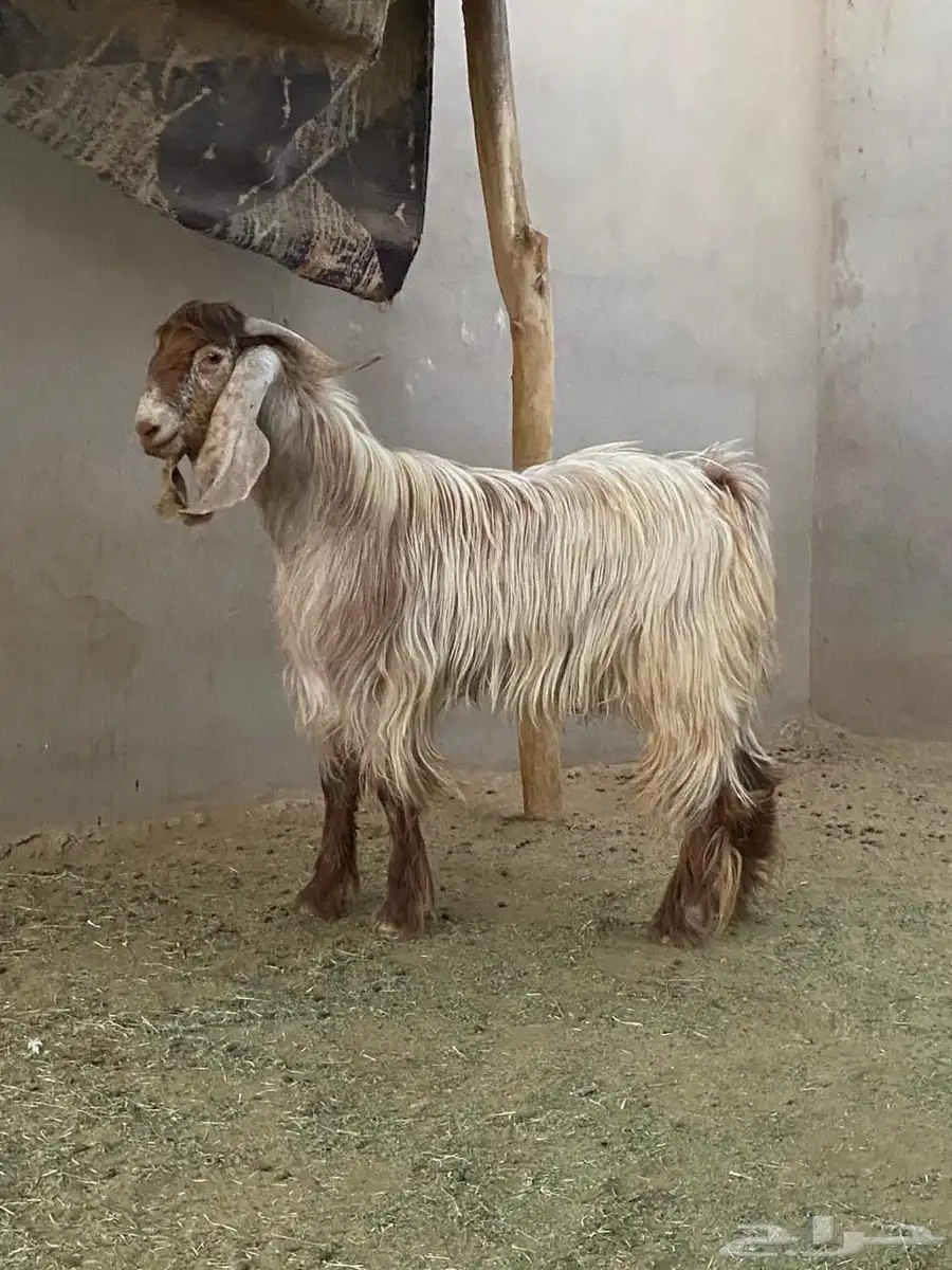 تيس عارضي فحل للبيع 1