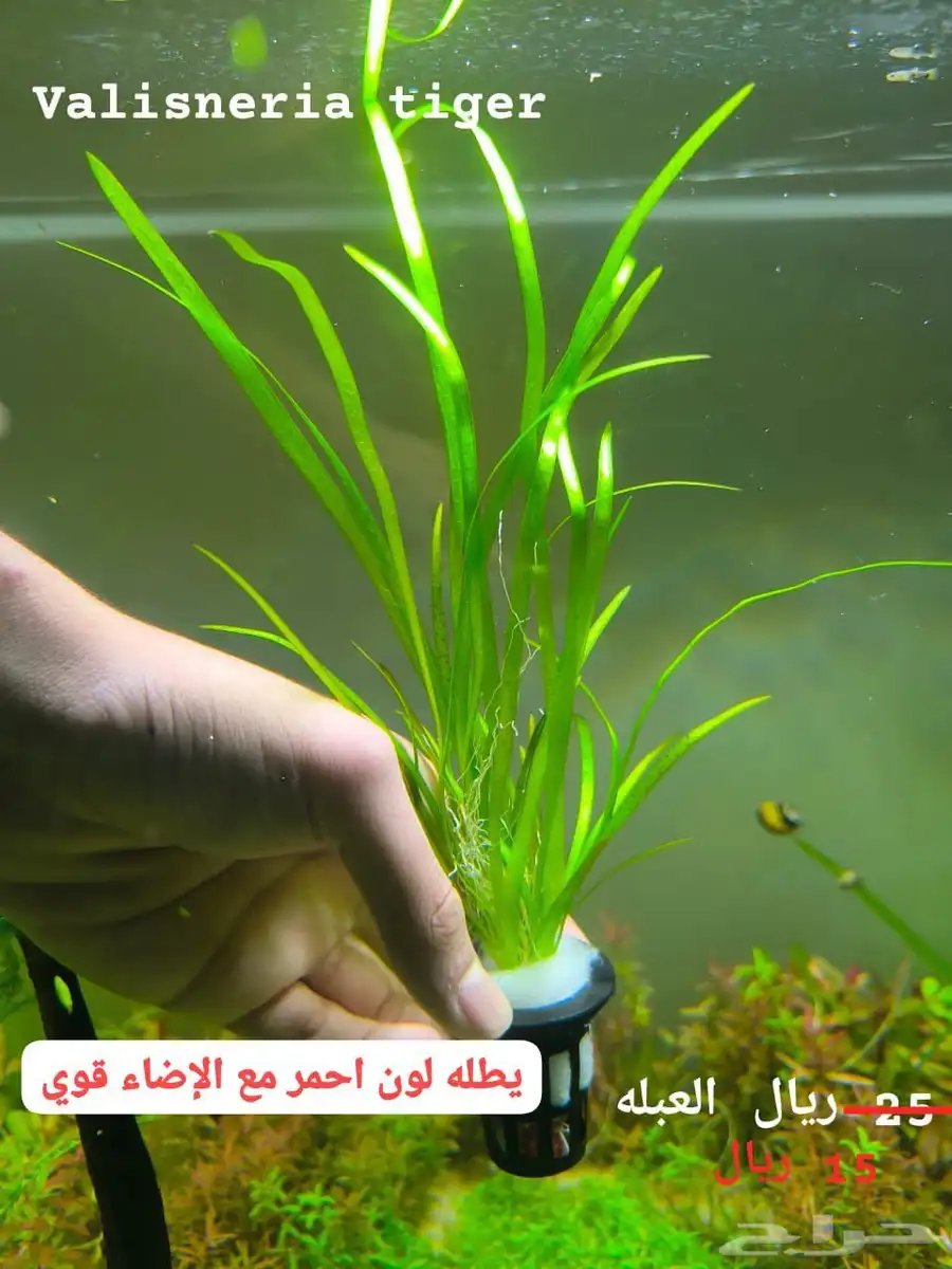 متوفر اسماك تيترا منوعه 6