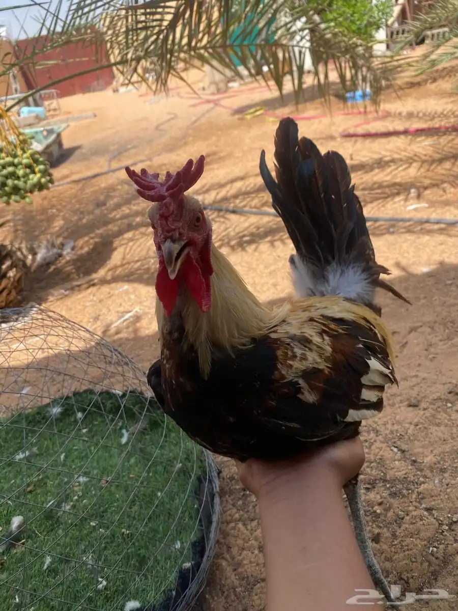 ديكين بلدي 6