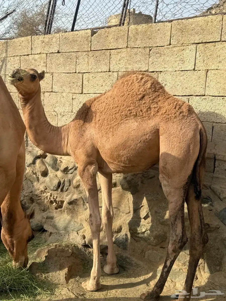 بكرة 5 شهور 0