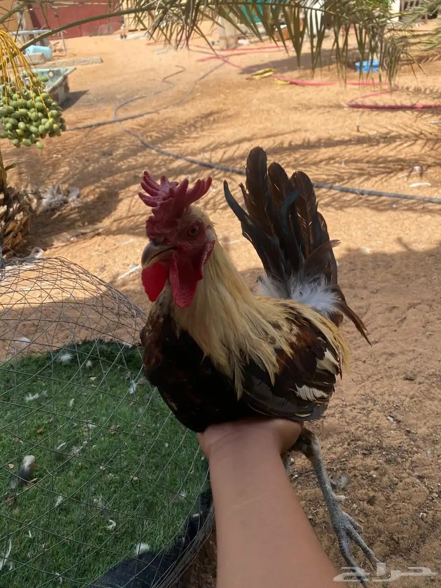 ديكين بلدي 3