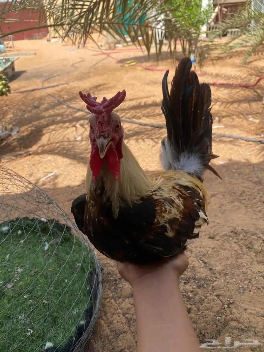 ديكين بلدي 7
