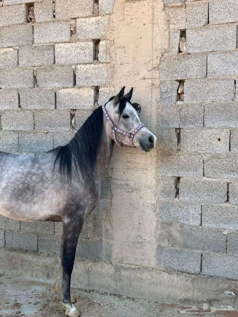 خيل 2