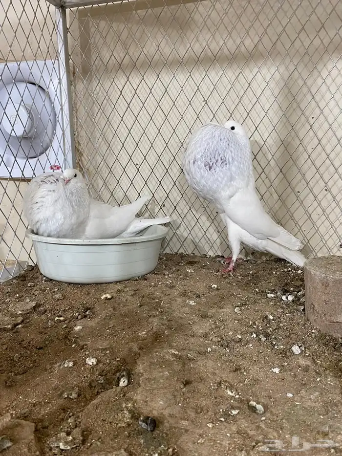 ( تم البيع ) للبيع زوج نفاخ نرويجي مميز 2