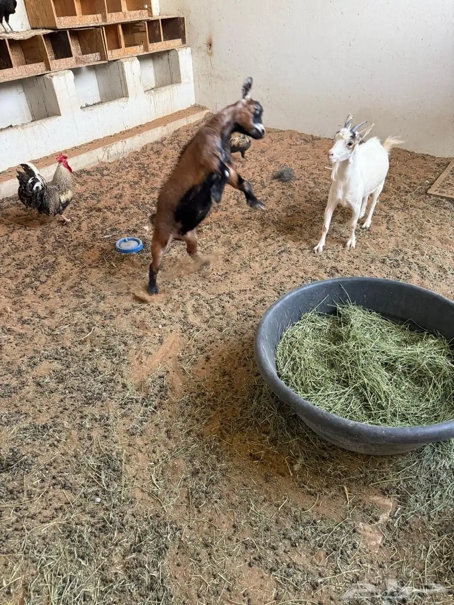 ماعز قزم 2