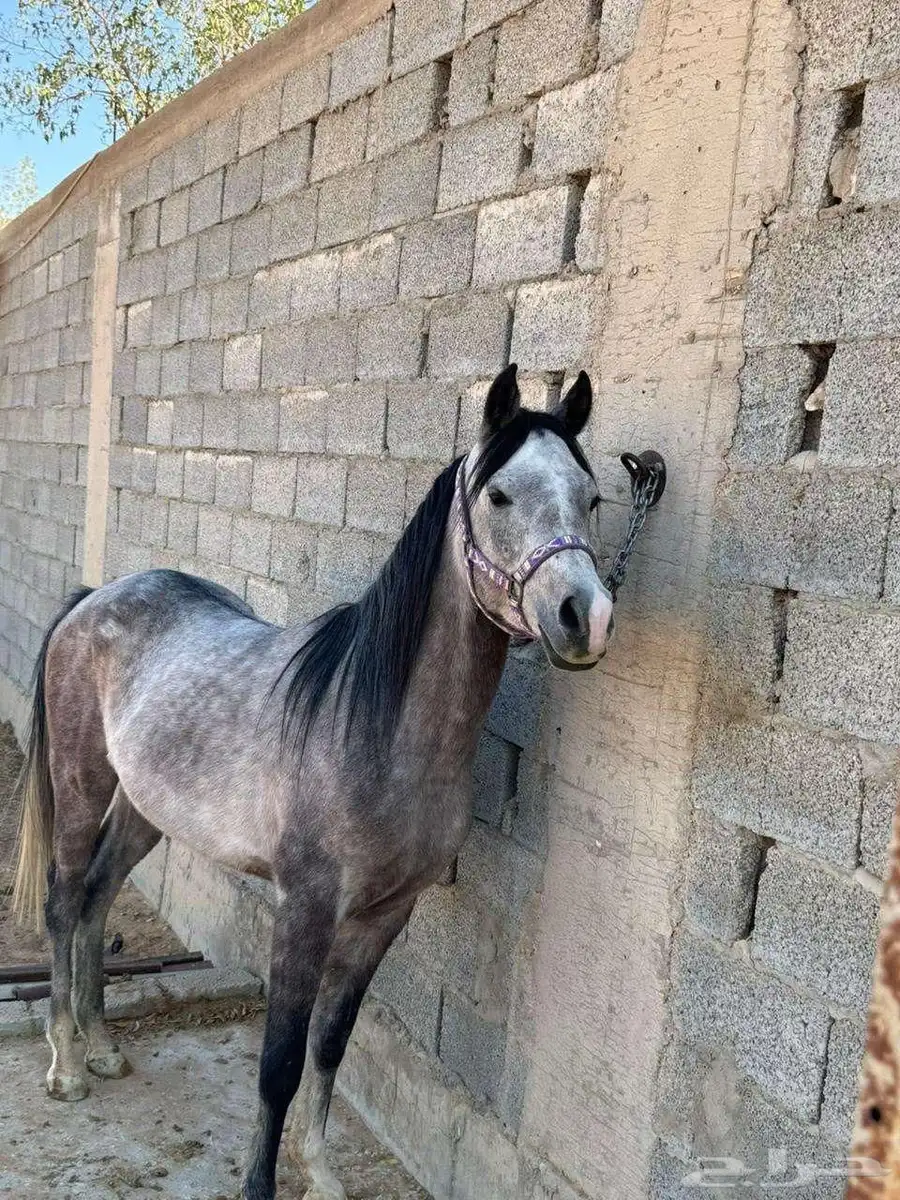 خيل 1
