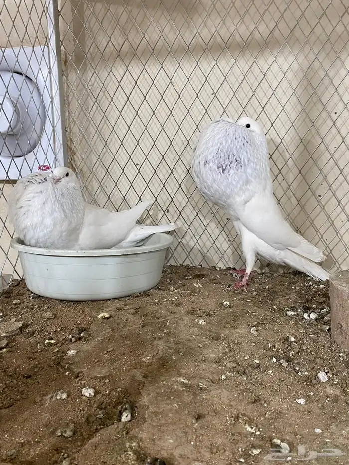 ( تم البيع ) للبيع زوج نفاخ نرويجي مميز 4