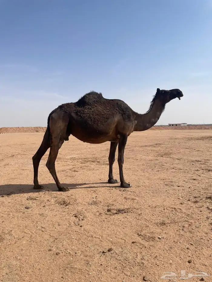 لقحه مجهم 1