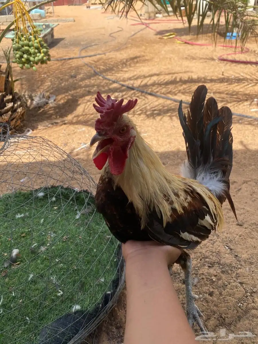 ديكين بلدي 2