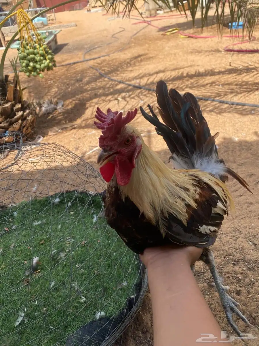 ديكين بلدي 4