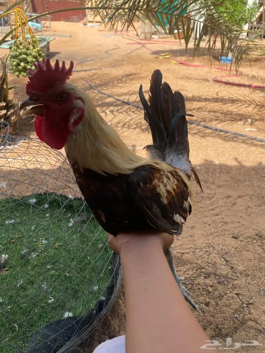 ديكين بلدي 1