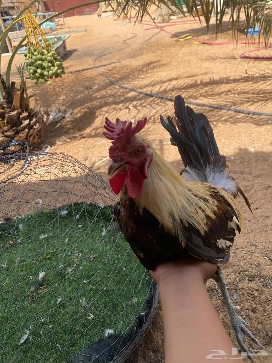 ديكين بلدي 5