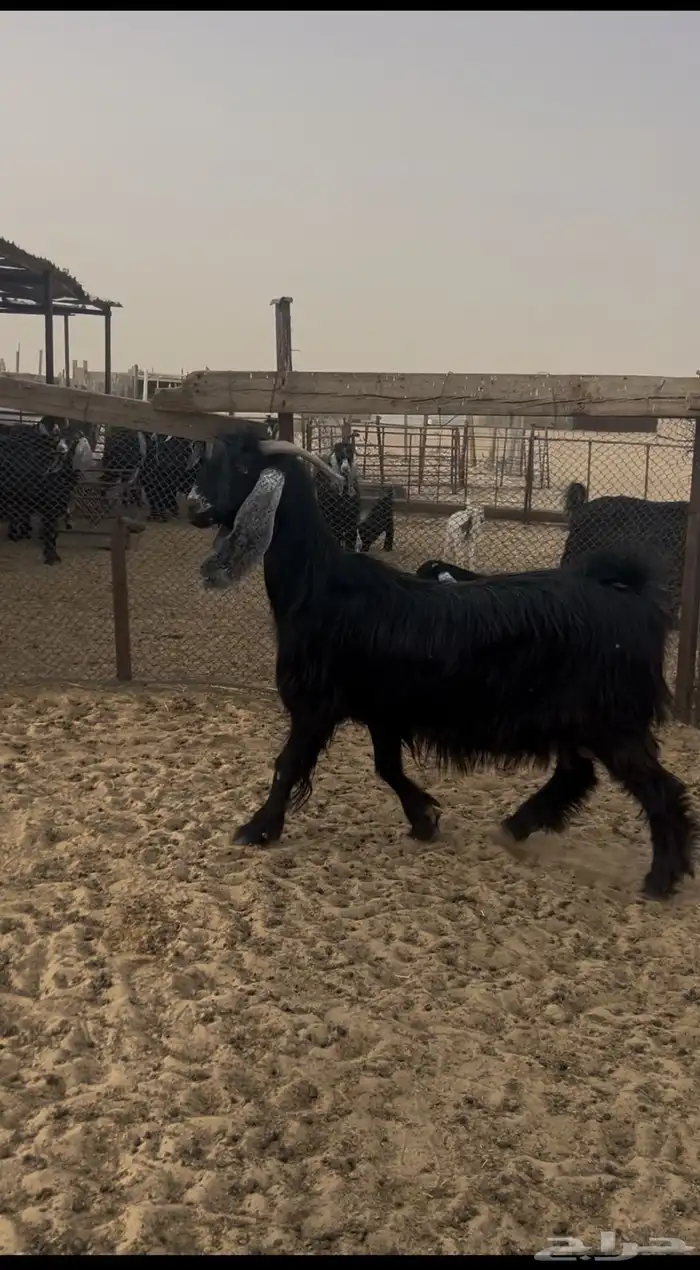 عنز عارضيه معها جفره ديد سلم وروم شرط بنتها ام شهرين 0