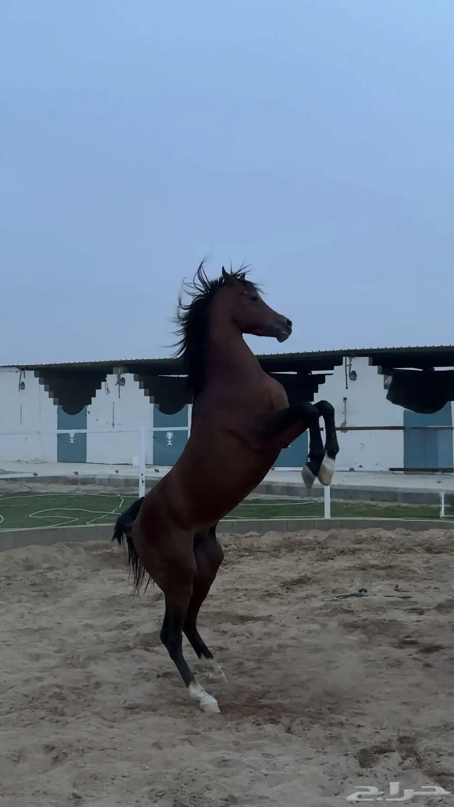 حصان خيل واهو ورق 2