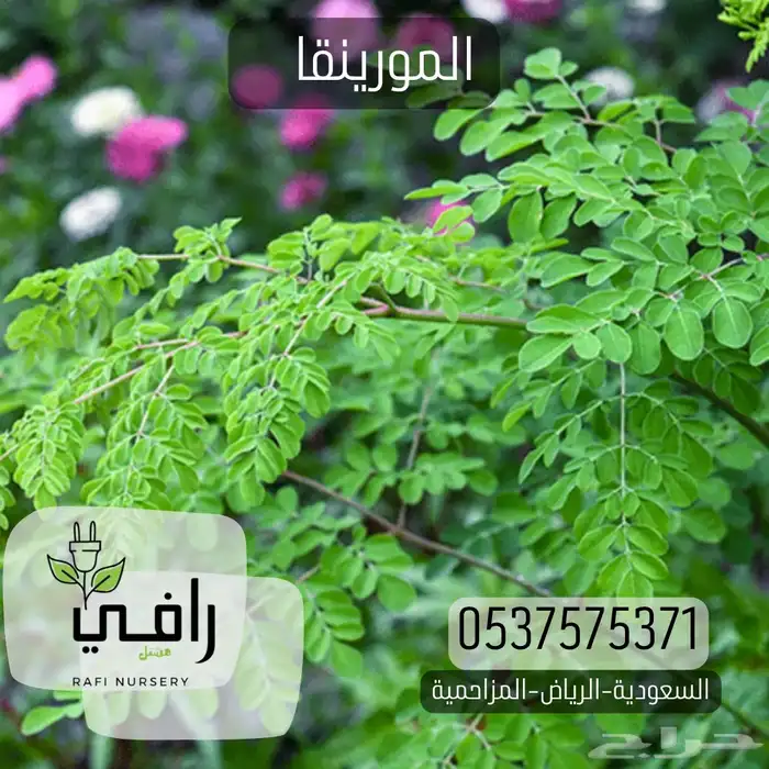 شتلات المورينجا هندية 0