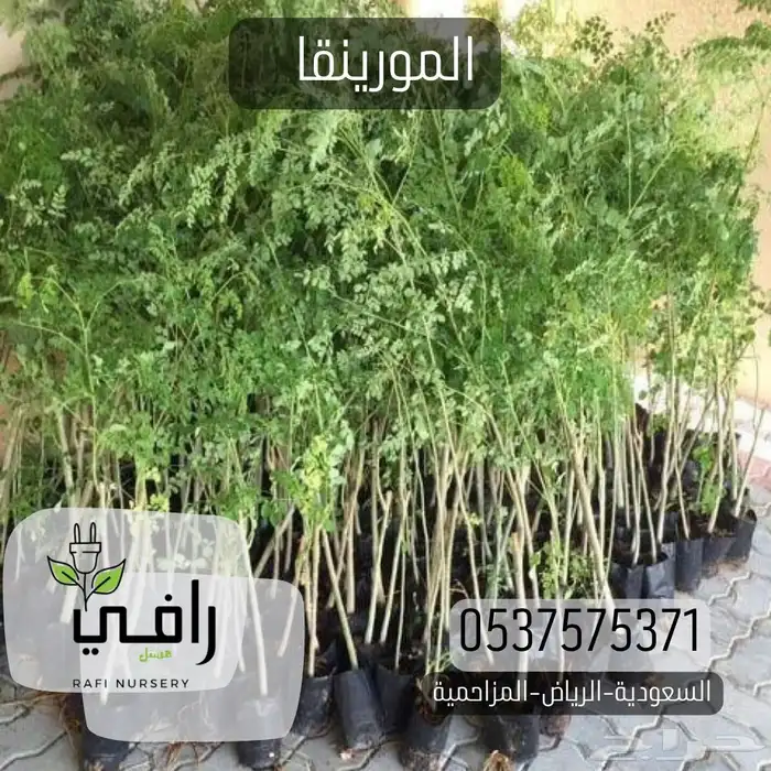 شتلات المورينجا هندية 1