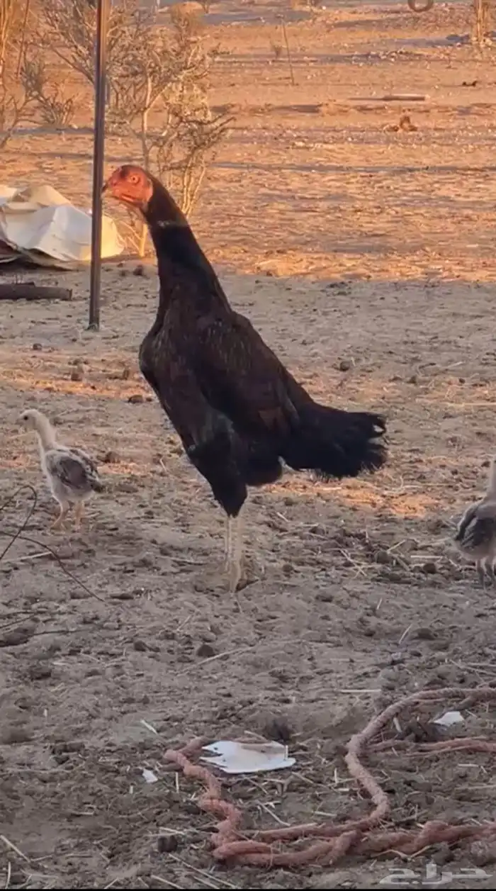 دجاج شامو ياباني تم البيع 3