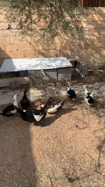 بط مصري شرط يبيض و يحضن العدد 6 4