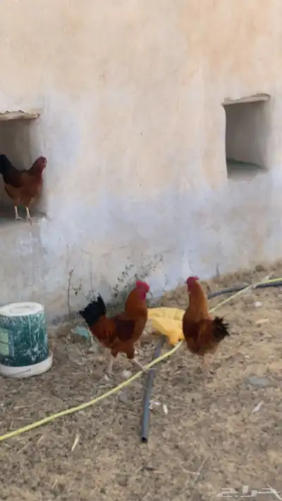 دجاج فرنسي شرط وحده دجاجه وولدها وديك ولدها ديك كبير يضرب . 3