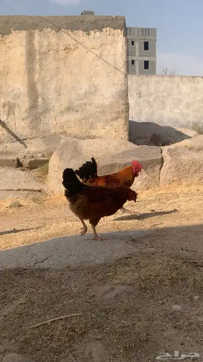 دجاج فرنسي شرط وحده دجاجه وولدها وديك ولدها ديك كبير يضرب . 0