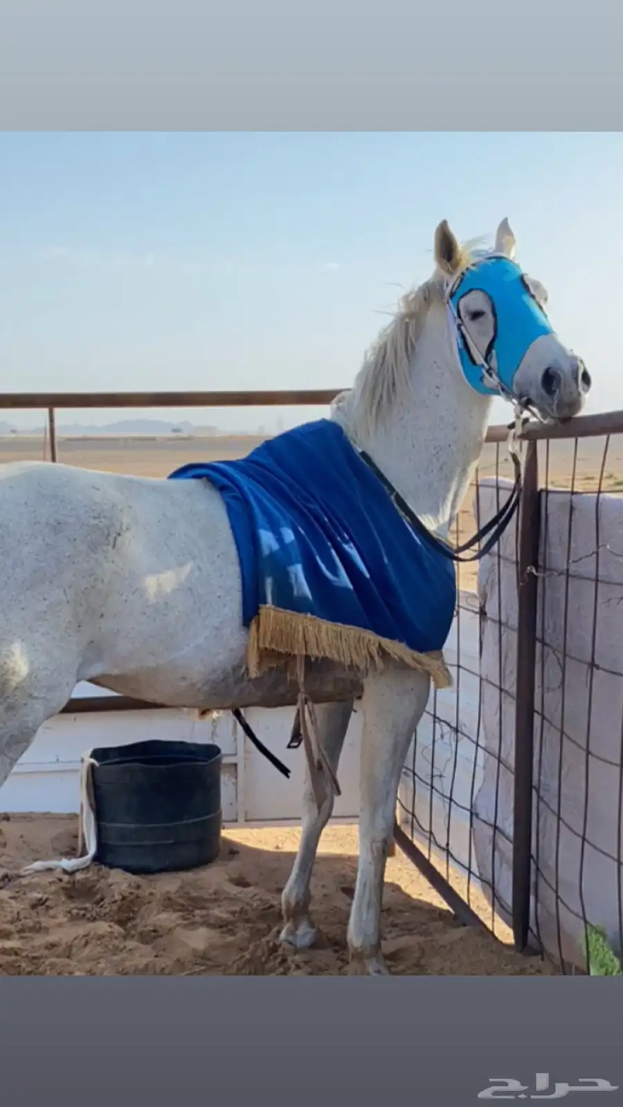 فرس شعبيه 3